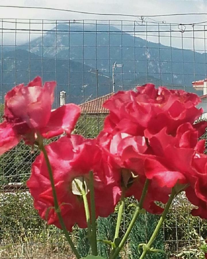 Plaza Studios Leptokarya  Dış mekan fotoğraf